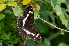 David Plant Photography - Wildlife Photography - White admiral - F